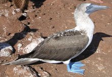 Picture of a Blue Footed Booby.