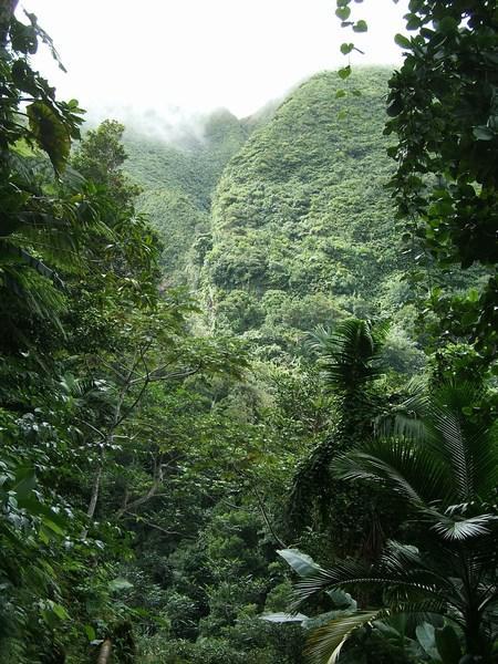 Picture of a Tropical Rainforest in Central America.