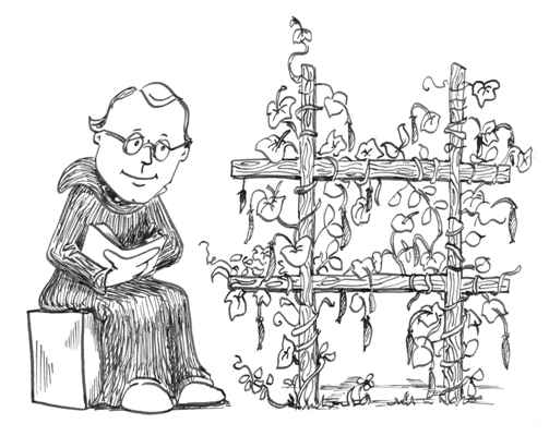 Picture of gregor mendel and his peas.