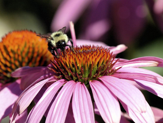 Banner image of bee on flower.