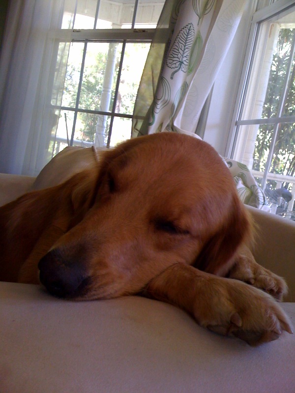 Picture of very sleepy dog