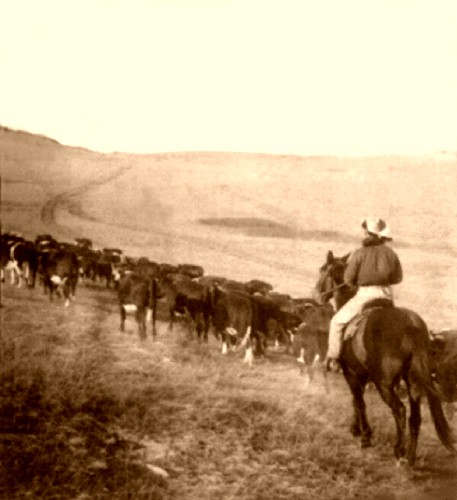 cowboy driving cattle