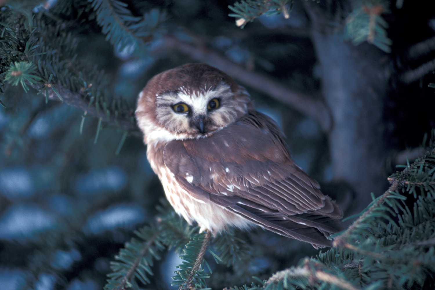 Nez Perce owl