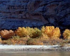 Fall Cottonwoods