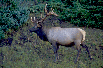 Rocky Mountain Elk