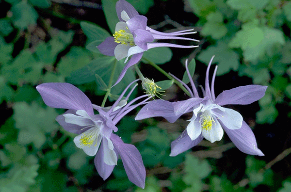 Blue Columbine