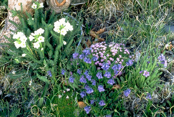 Mountain Wildflowers