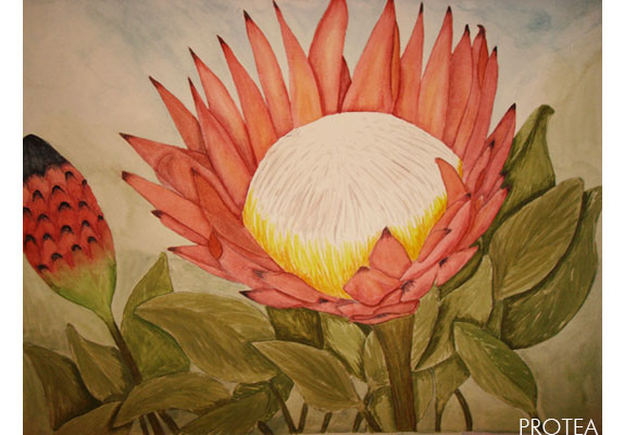 protea