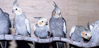 Birds On A Stick