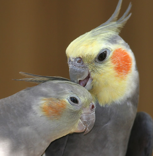 bird friends