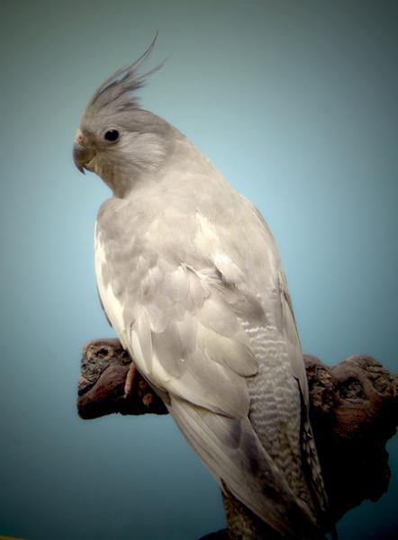 whiteface fallow cockatiel