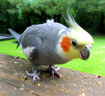 Bird Eating