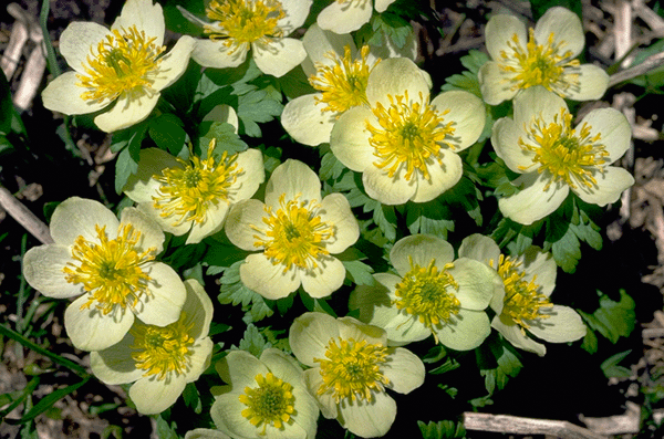 Globe Flower