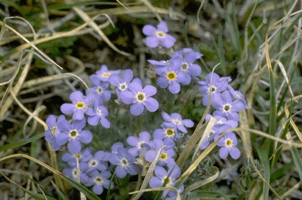 Alpine Forget-me-not