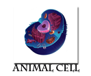 Navigation icon for Animal Cells