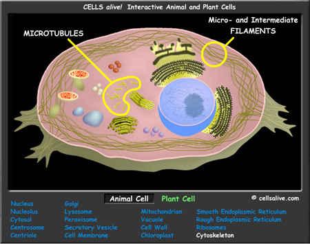 Animal Cell picture