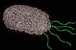 Bacteria Cell Model
