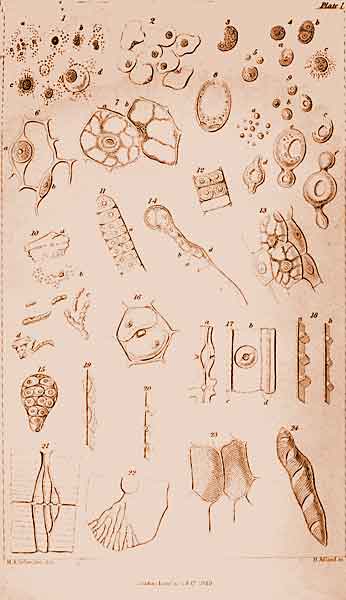 Picture of Cell Theory
