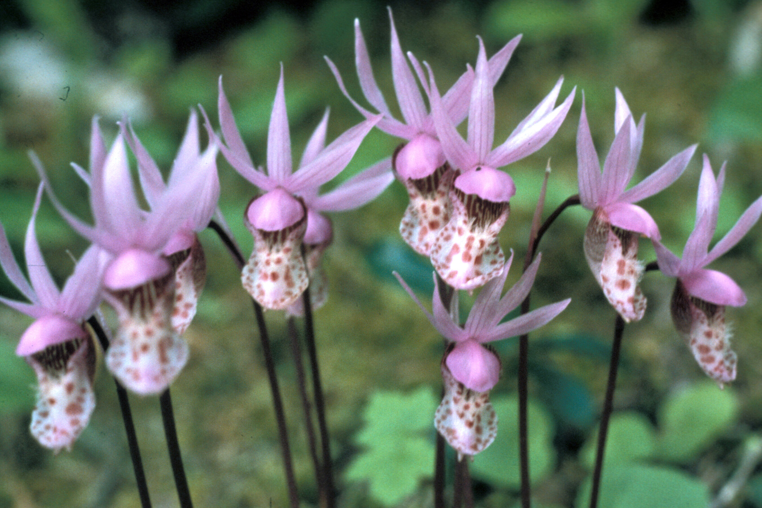 Yellowstone orchids