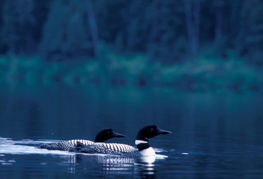 Montana ducks