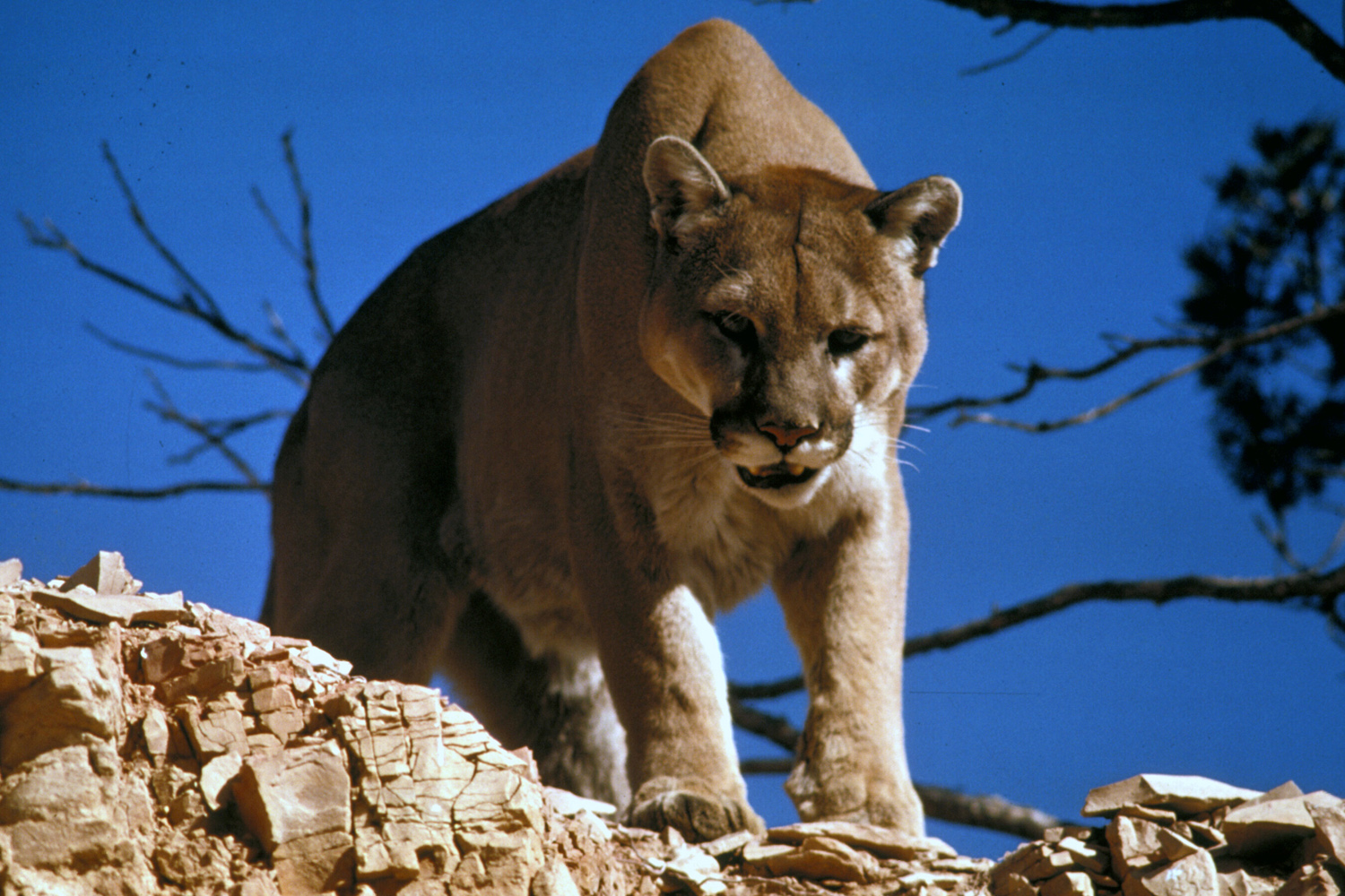 Yellowstone mountain lion