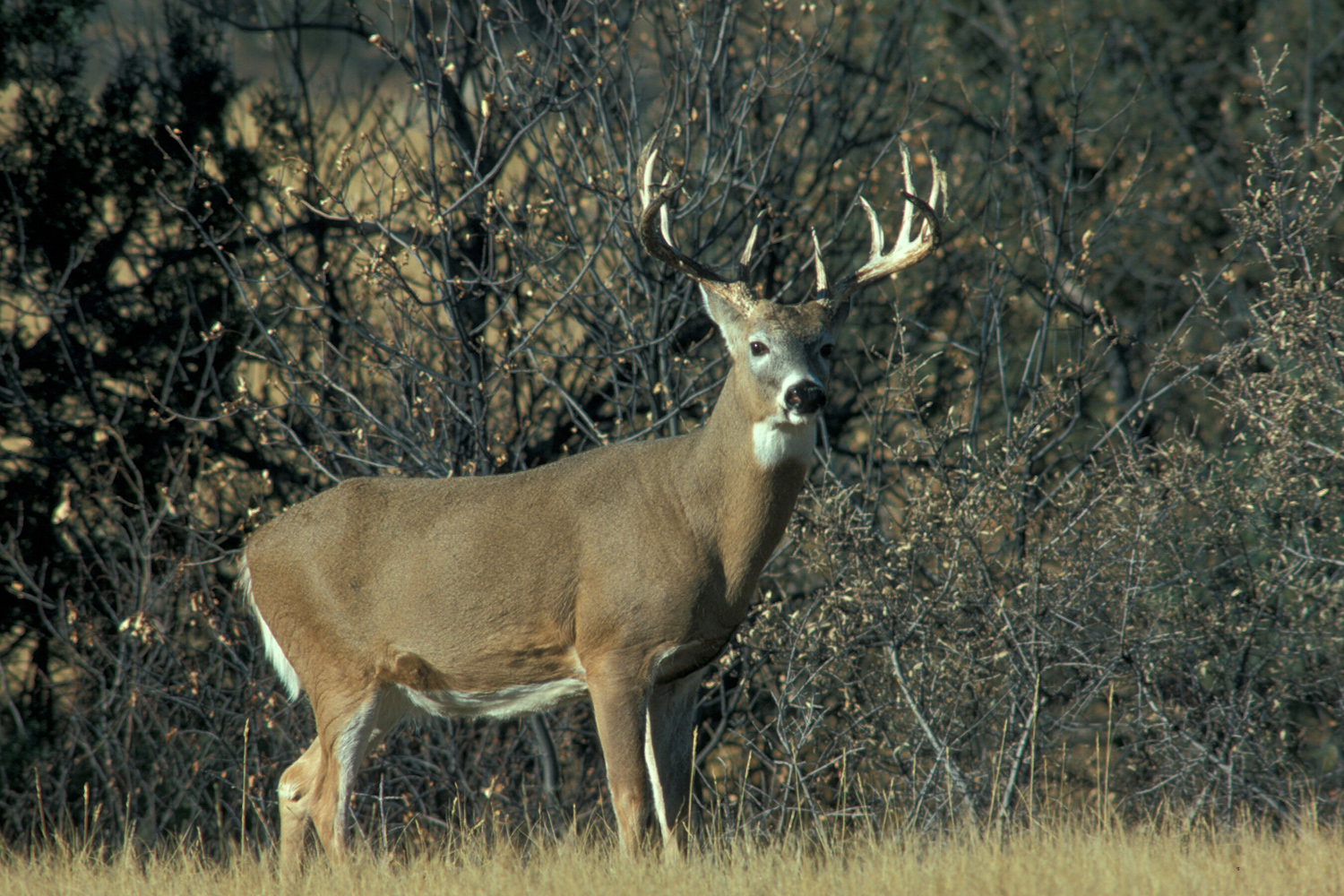 Yellowstone whitetail deer