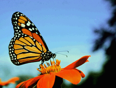 Butterfly Picture