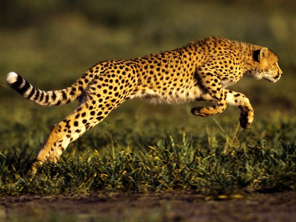 Image of cheetah running.