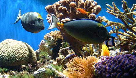 Banner image of fish in reef.
