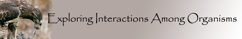 Banner for predation page.