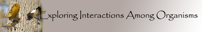Banner for Competition page