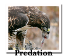 Predation navigation icon.