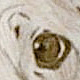 sheba
