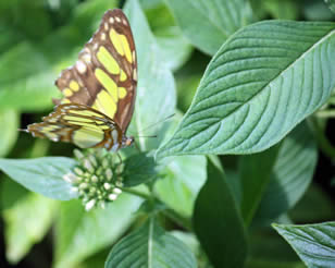 Yellow Butterfly