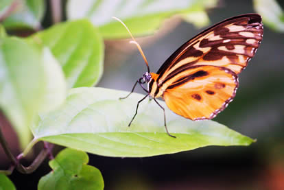 Orange Butterfly