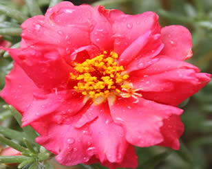 Flower with Water