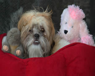 Harley with Stuffed Animals