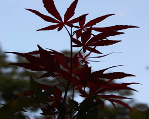Japanese Maple
